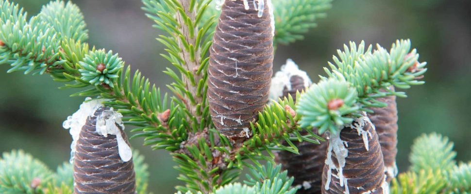 54261-Abies-balsamea.htm