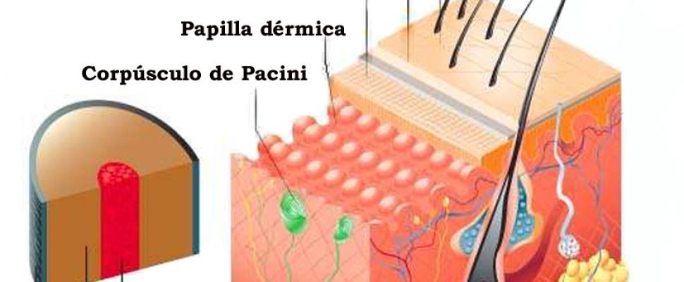 Estructura del cabello