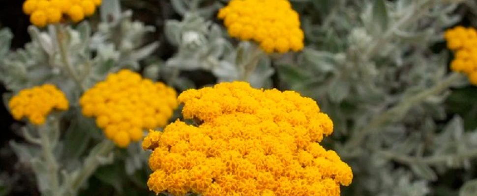 Helichrysum