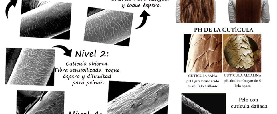 Niveles de daño de la cutícula