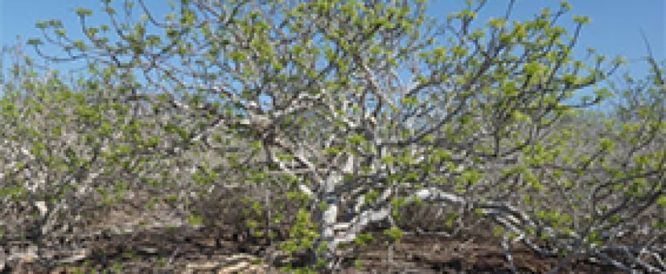 Palosanto planta