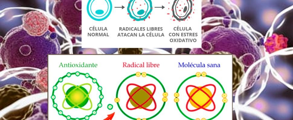Radicales 2024-06