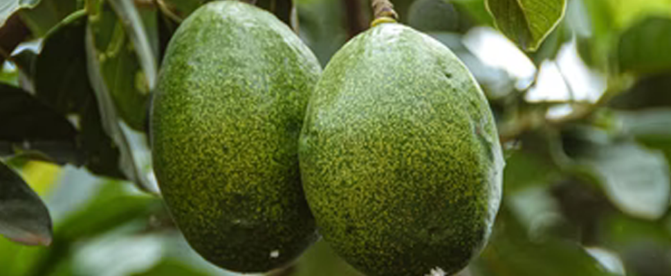 aguacate
