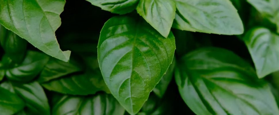albahaca