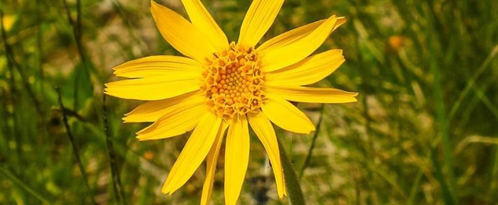 arnica