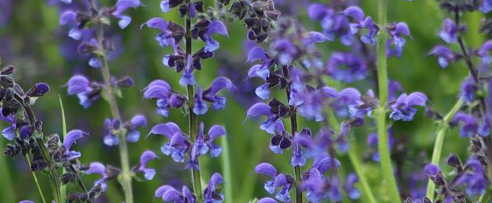 imagen_2022-05-30_001549543