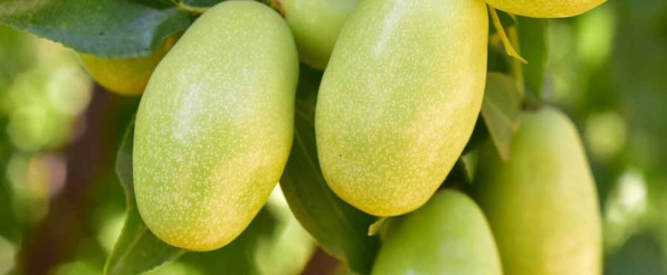 jojoba