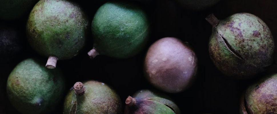 macadamia