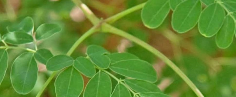 moringa