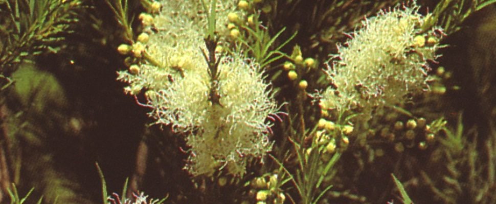 tea tree